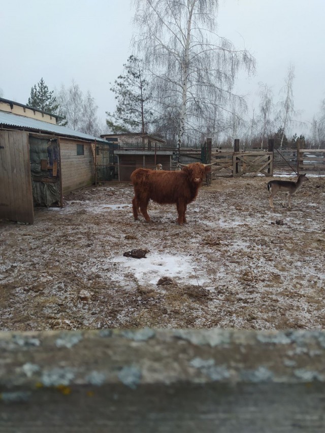 Веселая ферма: Манечка!