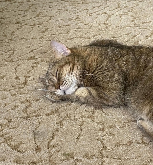 К котовторнику