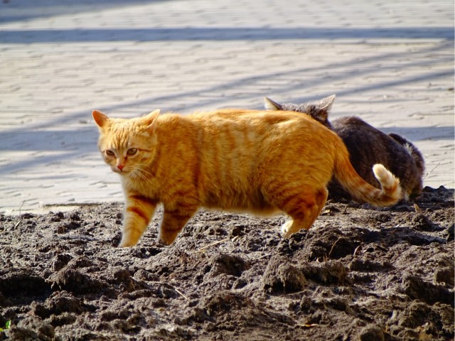 Котовторник продолжается