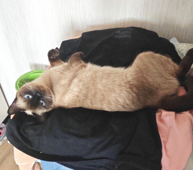 Совет к натупающему КотоВторнику