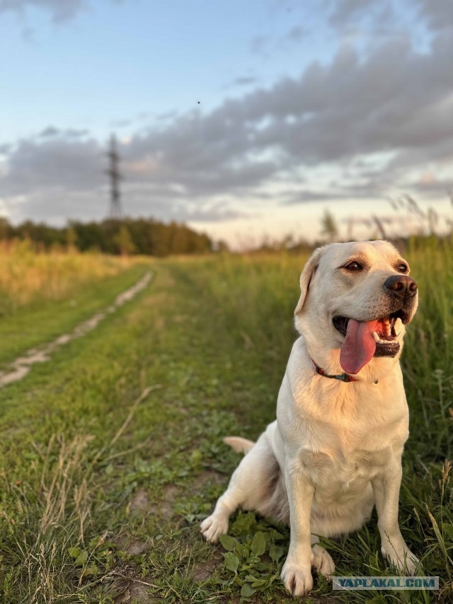 Собакочетверг!