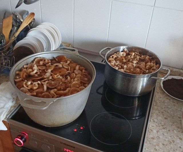 Воскресная прогулка в лес