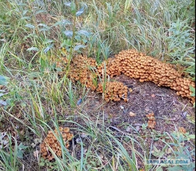 Подпол, грибы, помощь, совет.