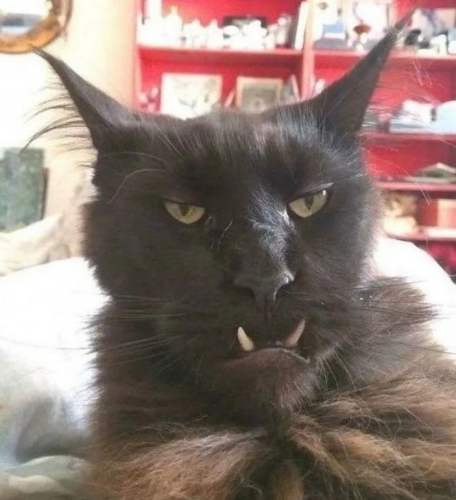 Жизни котов важны!