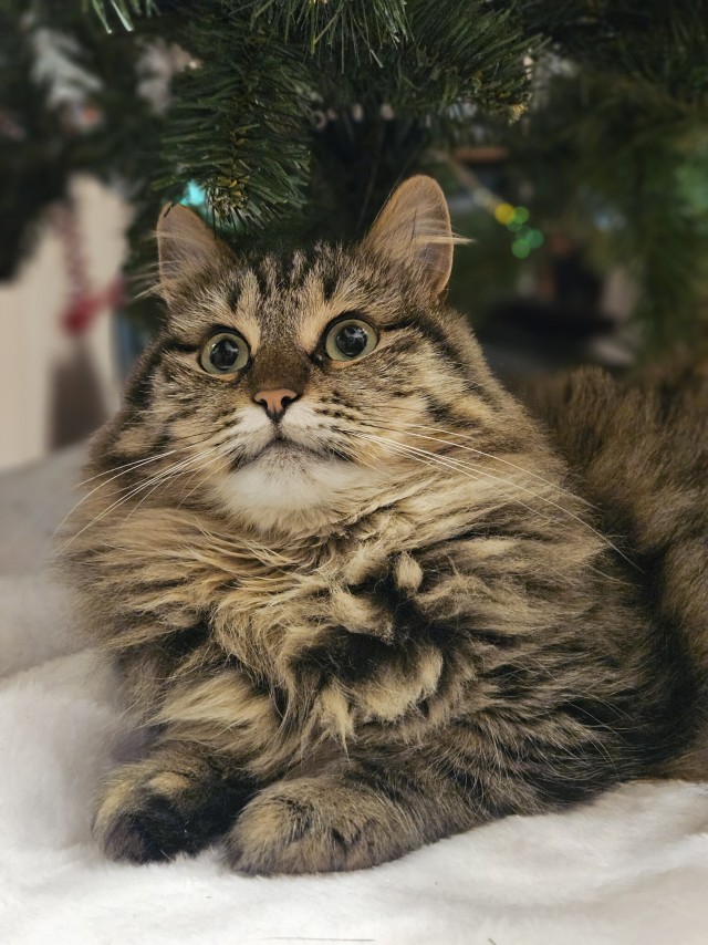 Котовторник же!