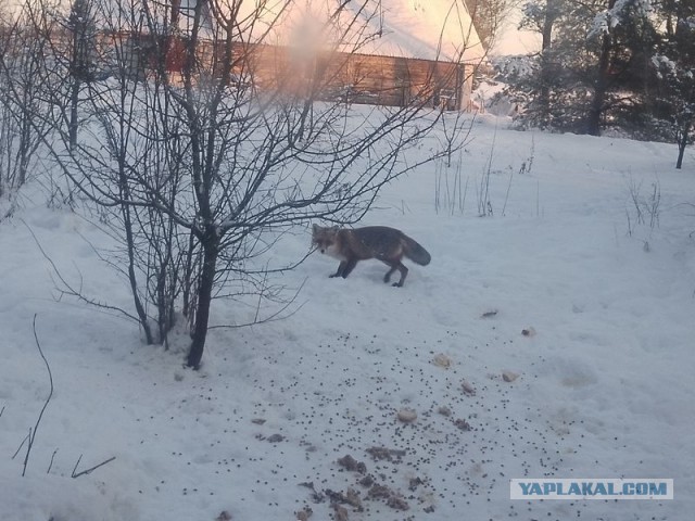 Жизнь домашнего приюта для котеек 572