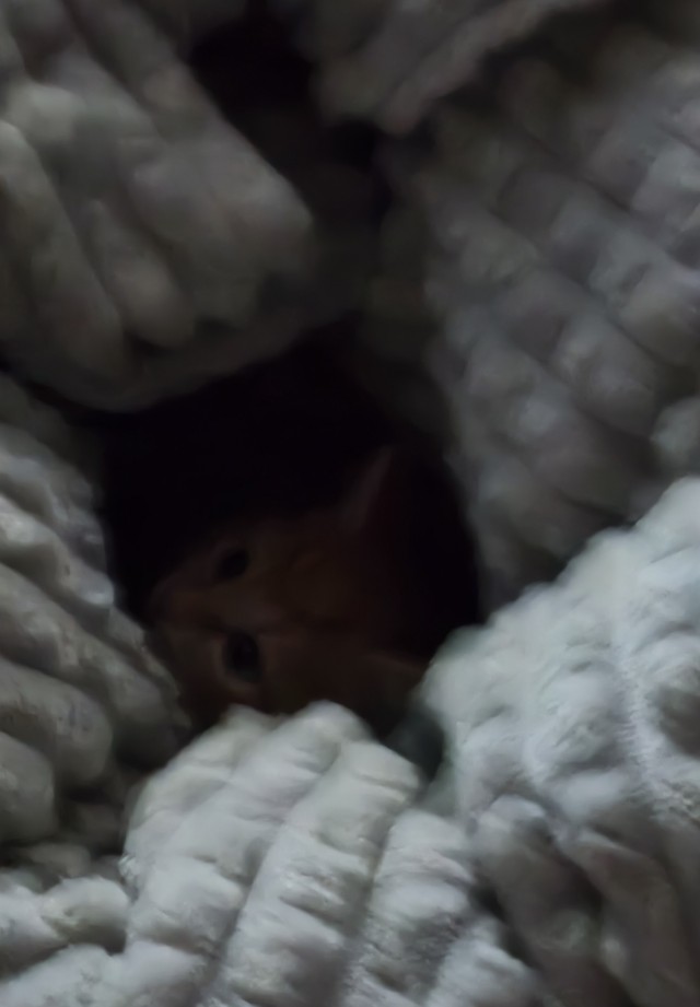 Ф КотоФторник.