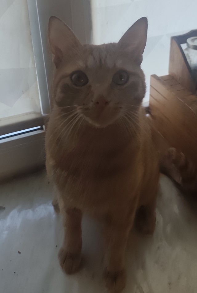 Котовторник.