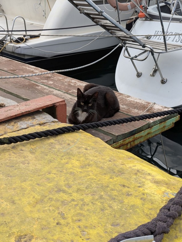Котовторник из Палермо