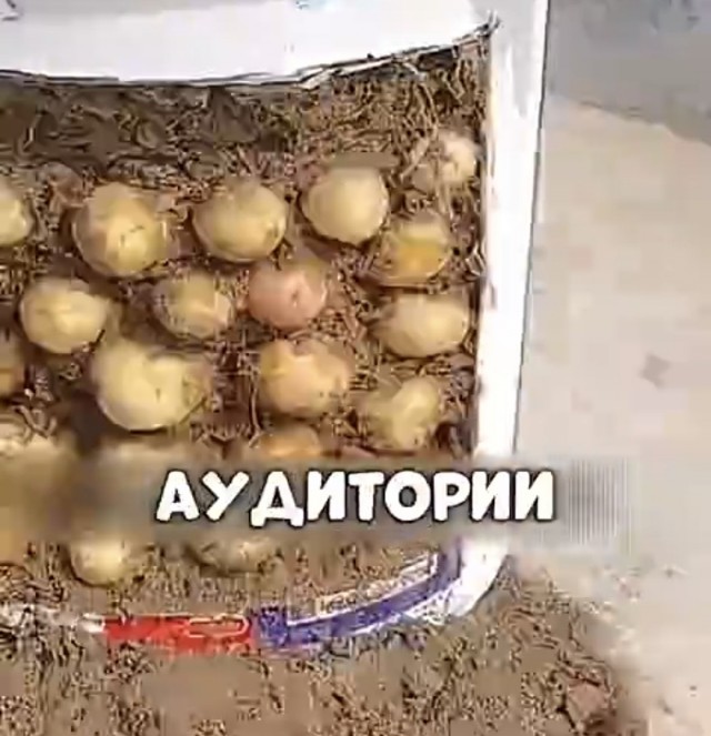 Думал казахские студенты другие кусты выращивают