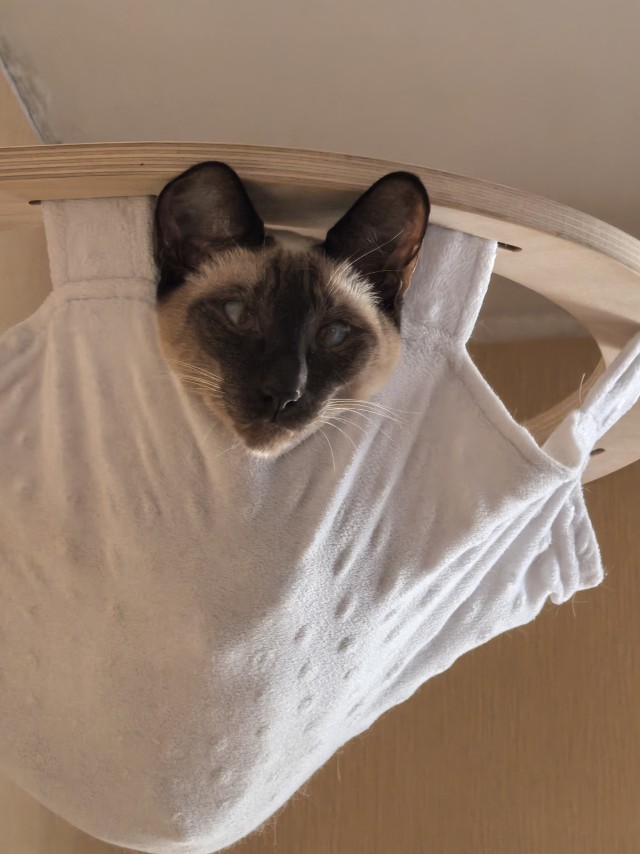 Сима. Детство. Успел к котовторнику))