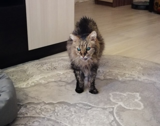 Кошка Яна 19 лет