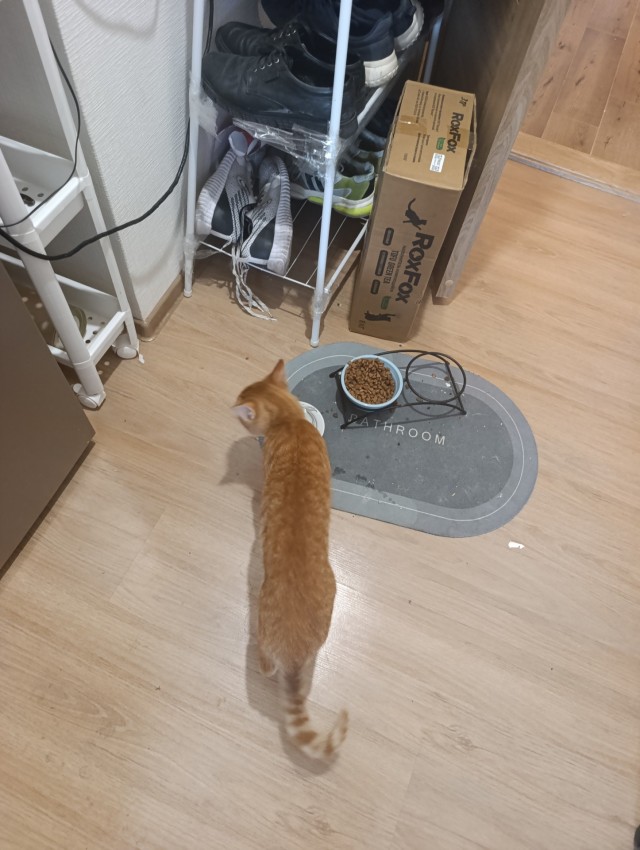 Пристраиваю котэ