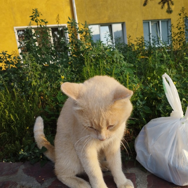 Васька, он же Рыжик, он же Персик. А по факту - дворовый Рыжеплут и прохиндей