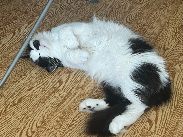 Объяснительная коту