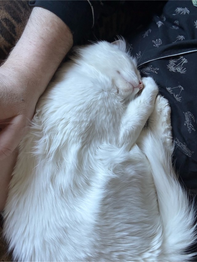 К-котовторник