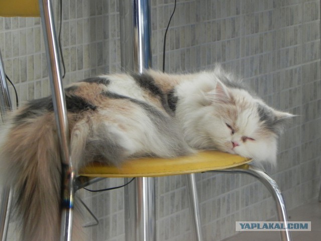Котовторник 12.11.2013