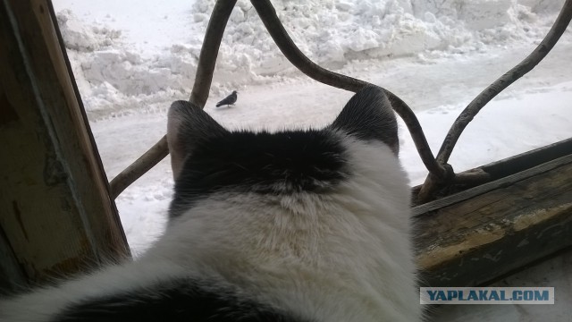 Котовторник   15.04.2014