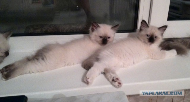Котовторник 6.05.2014