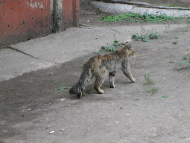 Котовторник 17.06.2014