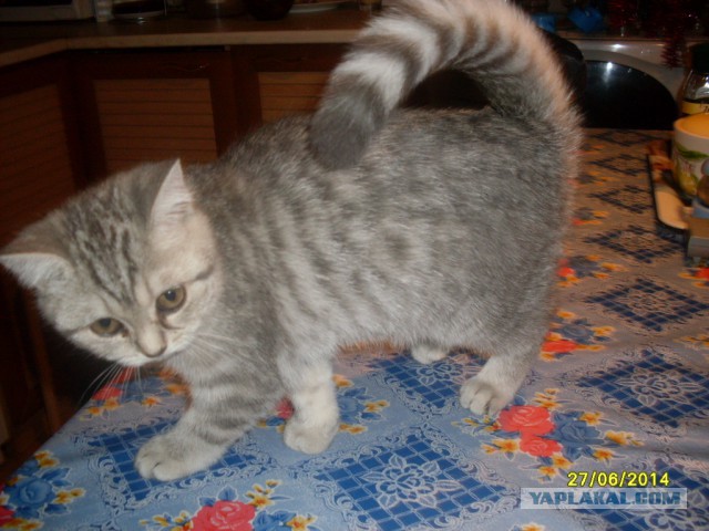 Деревенская Америка