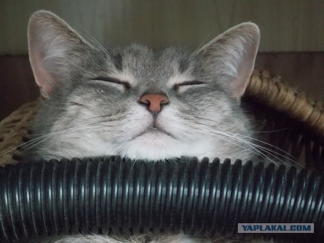 Котовторник 12.08.2014