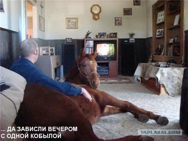 Корова в Запорожце )