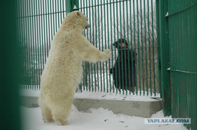 Спасение медвежонка