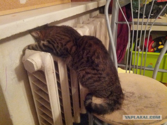 Котовторник на вторник, Котовторник