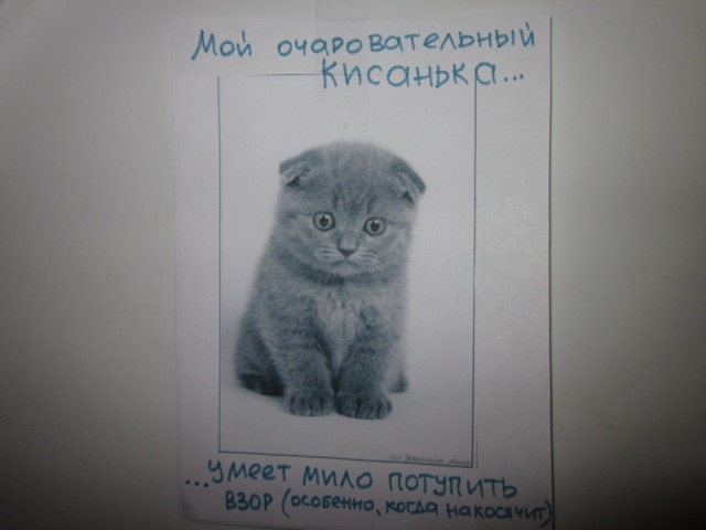 "Котэ-мотиваторы"