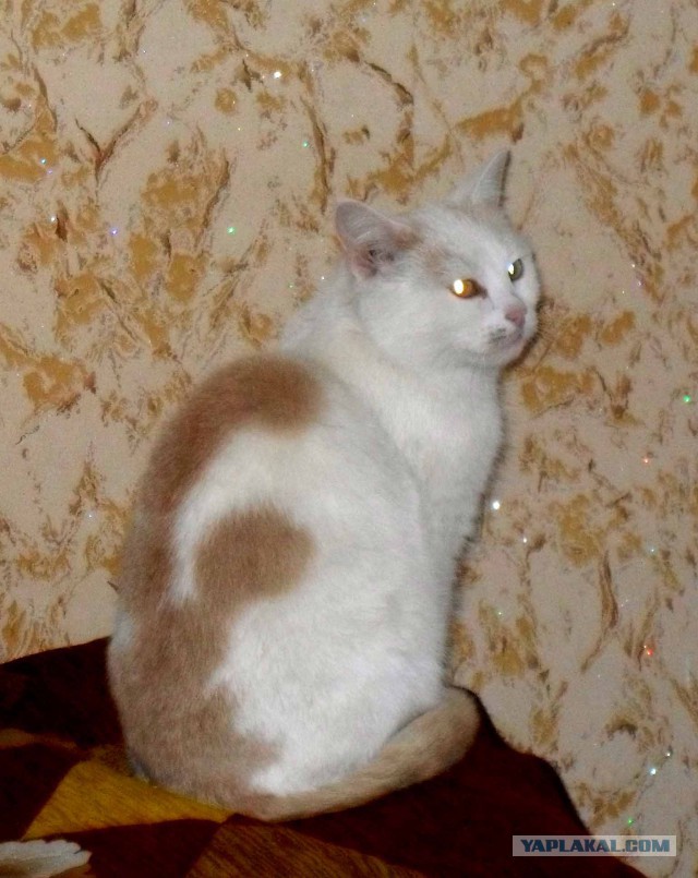 Котовторник 30.12.2014