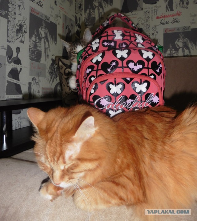 Котовторник 20.01.2015