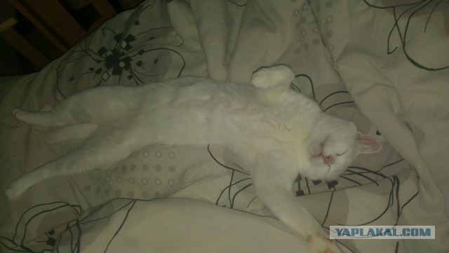 Котовторник 27.01.2015