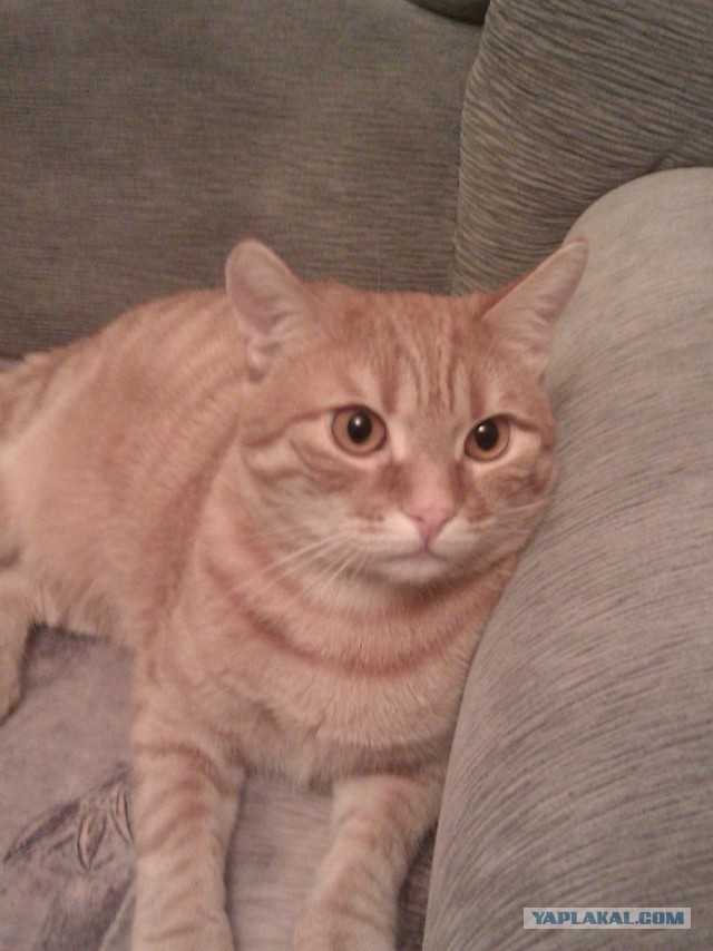 Котовторник 12.03.13