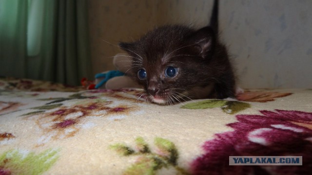 ЯПовчане Ижевчане котофилы это пост для Вас )