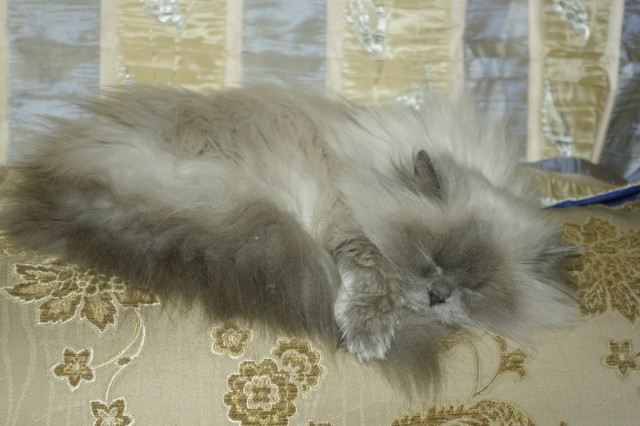 Котовторник 18.08.2015
