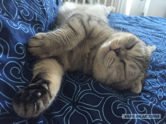 Котовторник