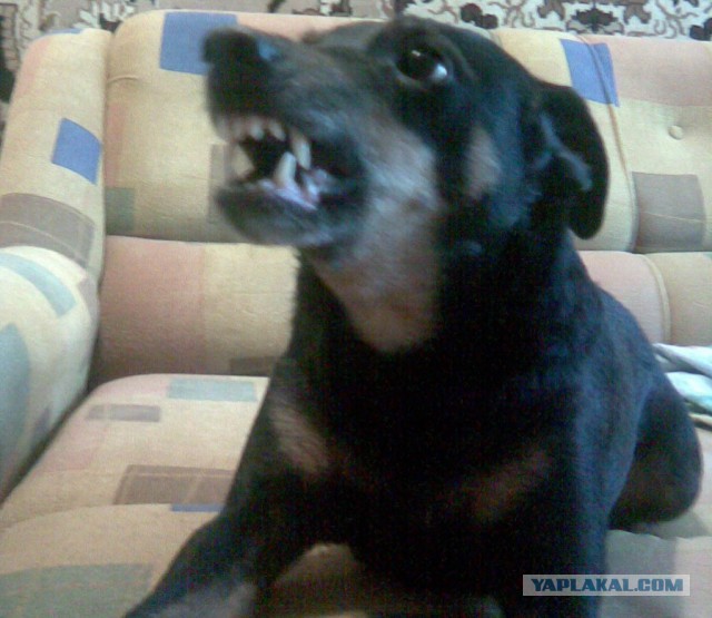 Припозднившийся собакочетверг