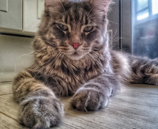 Котовторник 03.11.2015