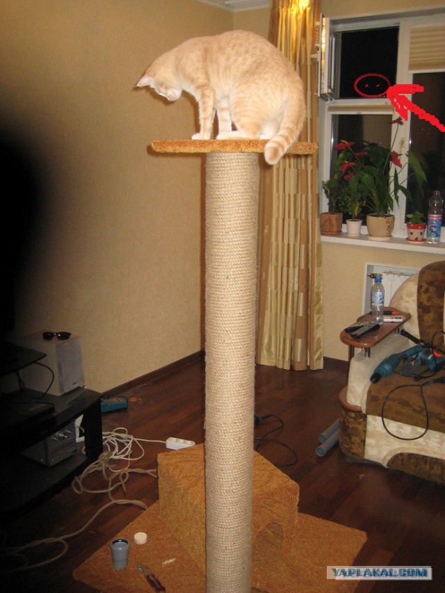 Кошкин дом - он такой