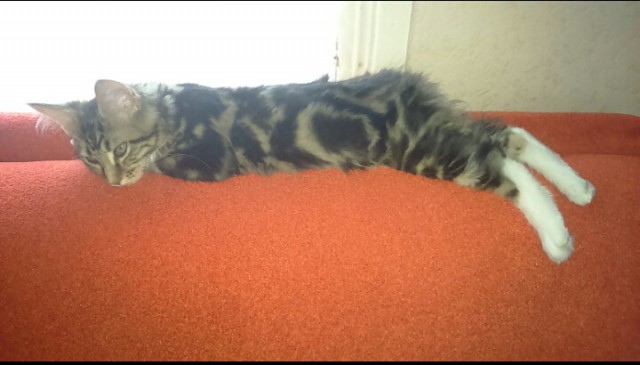 Котовторник 15.12.2015