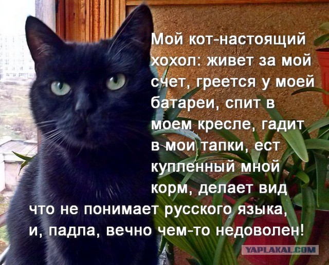 Пост невероятной кошачьей красоты. 25 фот.