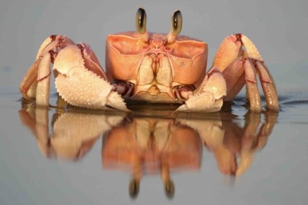КРАБЫ!!!смешные..))
