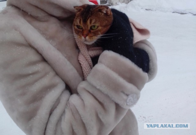 Котовторник 16.02.16