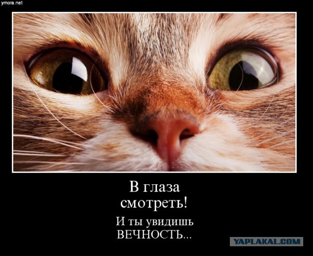 Есть два основных типа котов