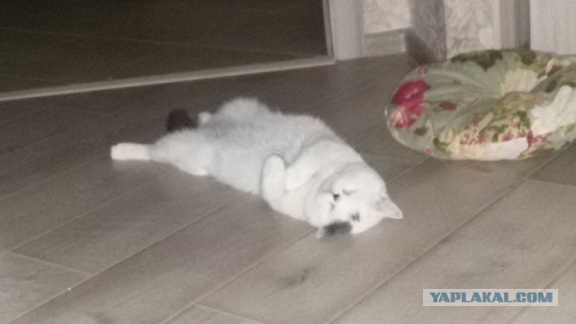Котовторник 09.08.2016