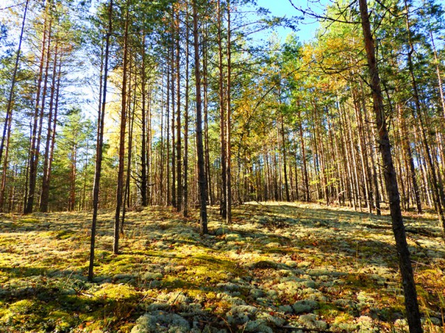 Прогулка по лесу с ножом, фотоаппаратом и ведром.