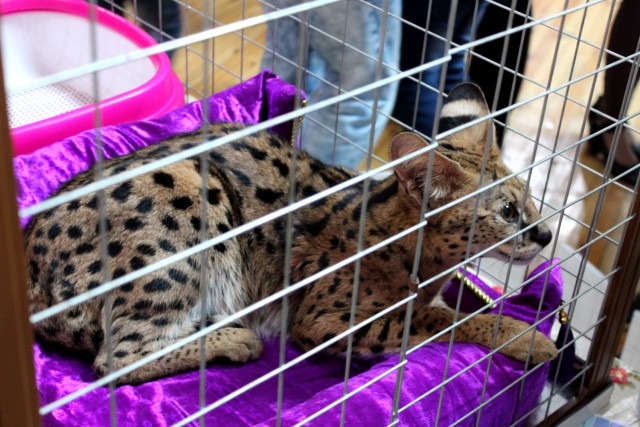 «Осенний Кошкент-2016»