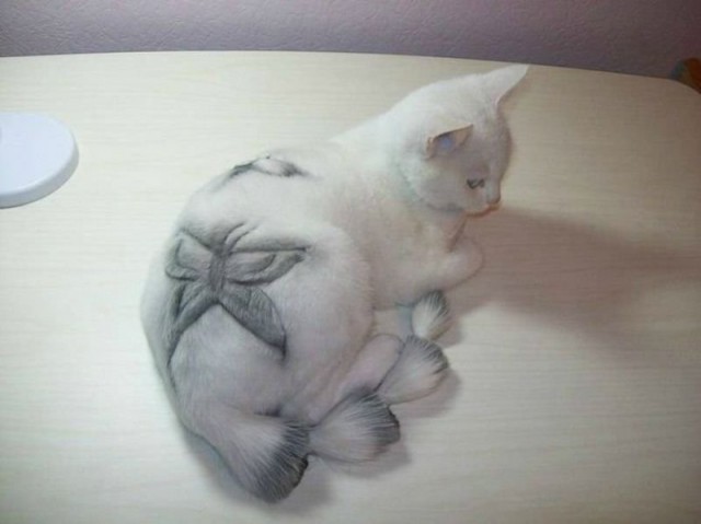 Коты из сети