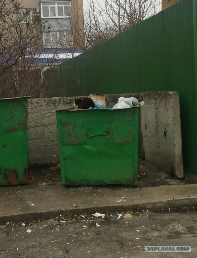 Котовторник 28.02.2017